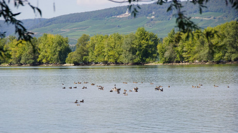 Schutzanordnung zum Schutz der Brut-, Zug- und Rastvogelarten im Naturschutzgebiet "Fulder Aue - Ilmen Aue" aufgehoben