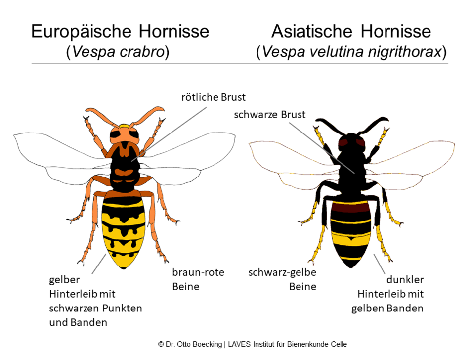 Erkennungsmerkmale der Asiatischen Hornisse: schwarz-gelbe Beine und dunkler Hinterleib mit gelben Banden