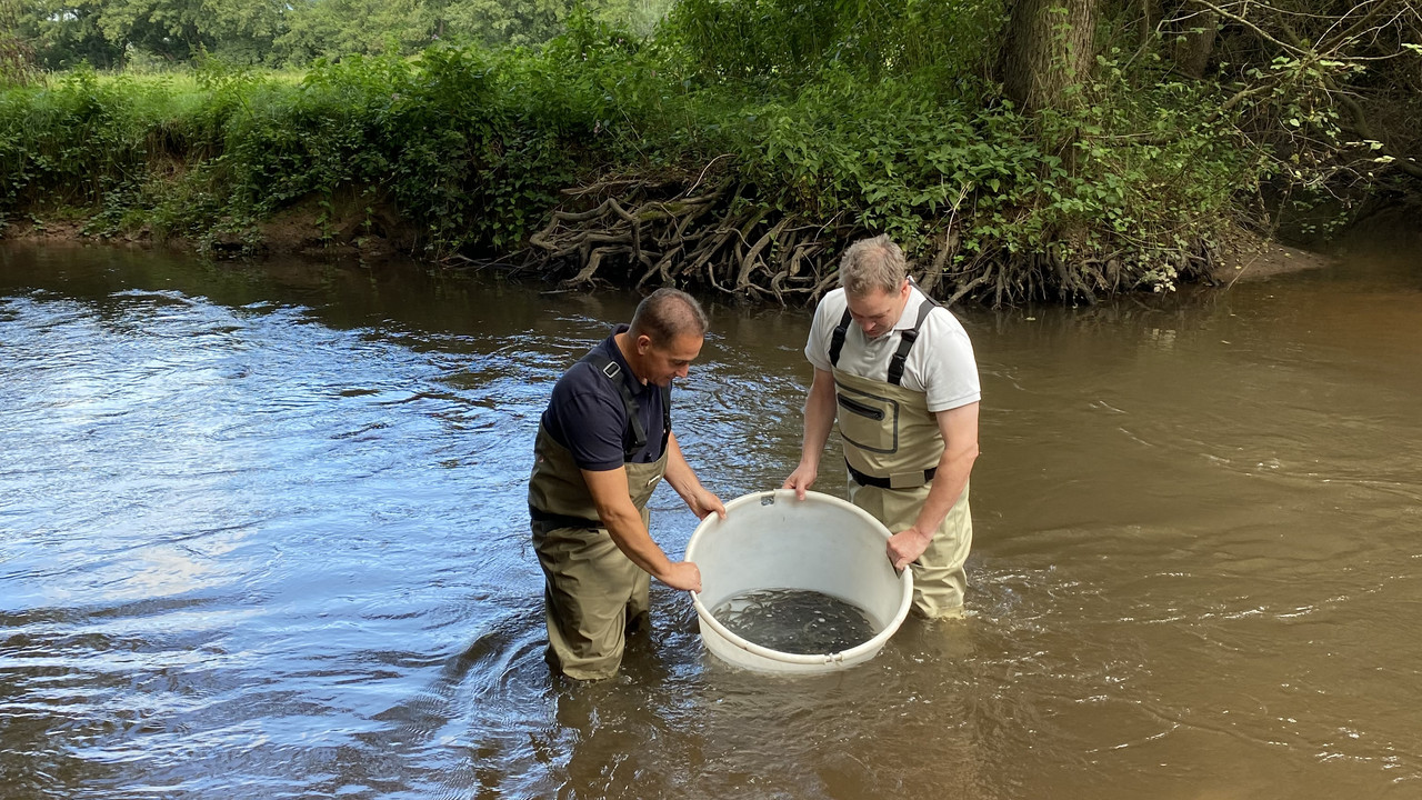 Zwei Teilnehmer stehen im Wasser und geben die Junglachse frei