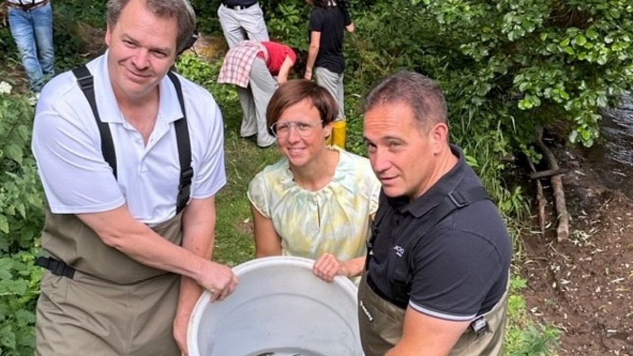 Drei Personen im Wasser mit einem Eimer voller kleiner Lachse zum Aussetzen