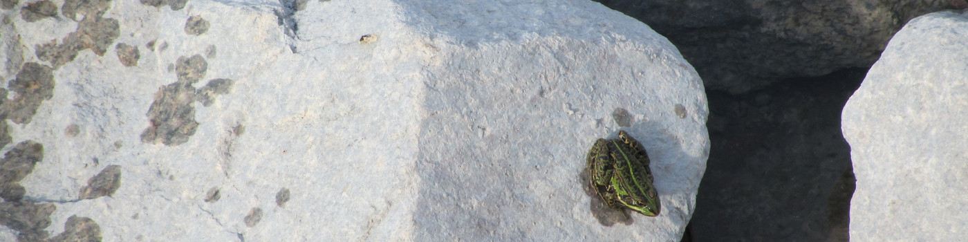 Ein grüner Frosch auf großen, grauen Steinen