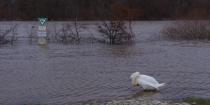 Vogel im überfluteten Uferbereich